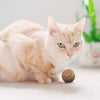 Kitty Batta- Balls- Made in USA,
