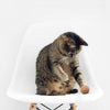 Kitty Batta- Balls- Made in USA,